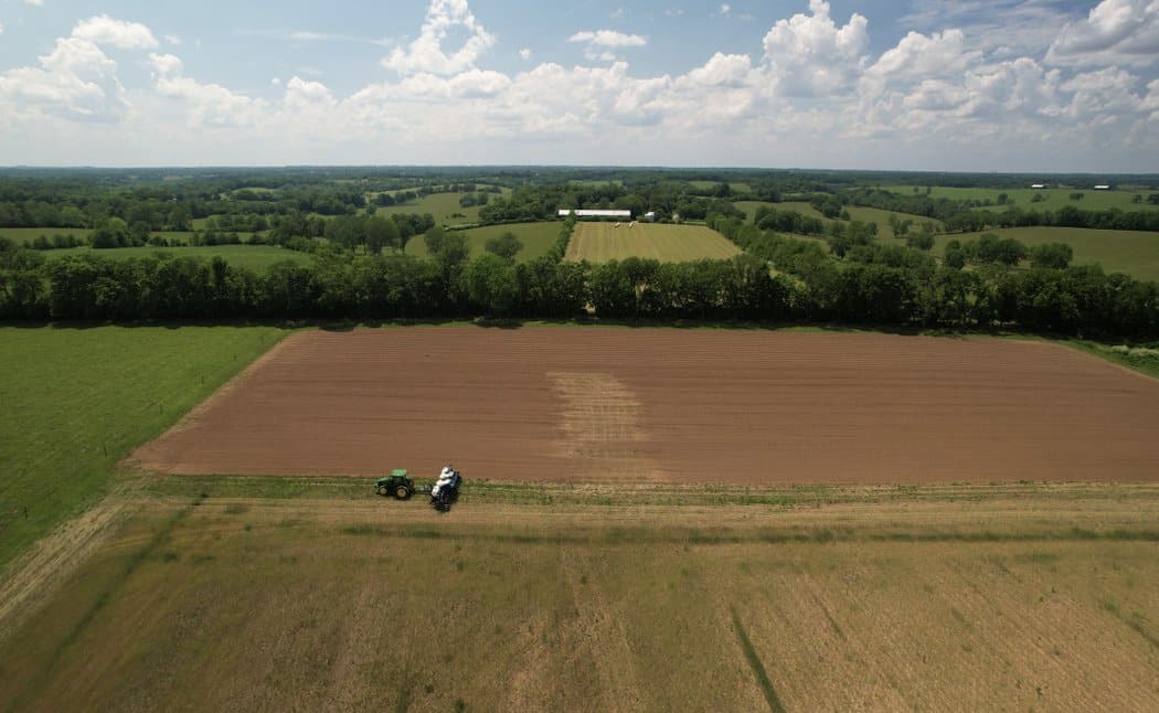 red leaf seeding field